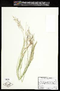 Agrostis exarata image