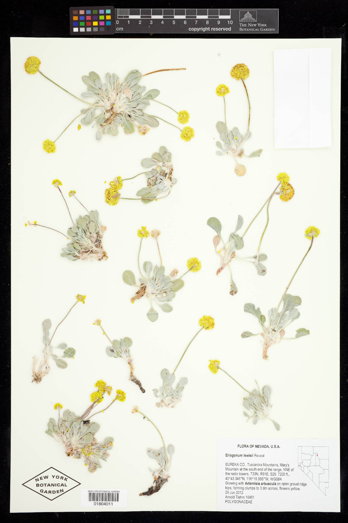 Eriogonum lewisii image
