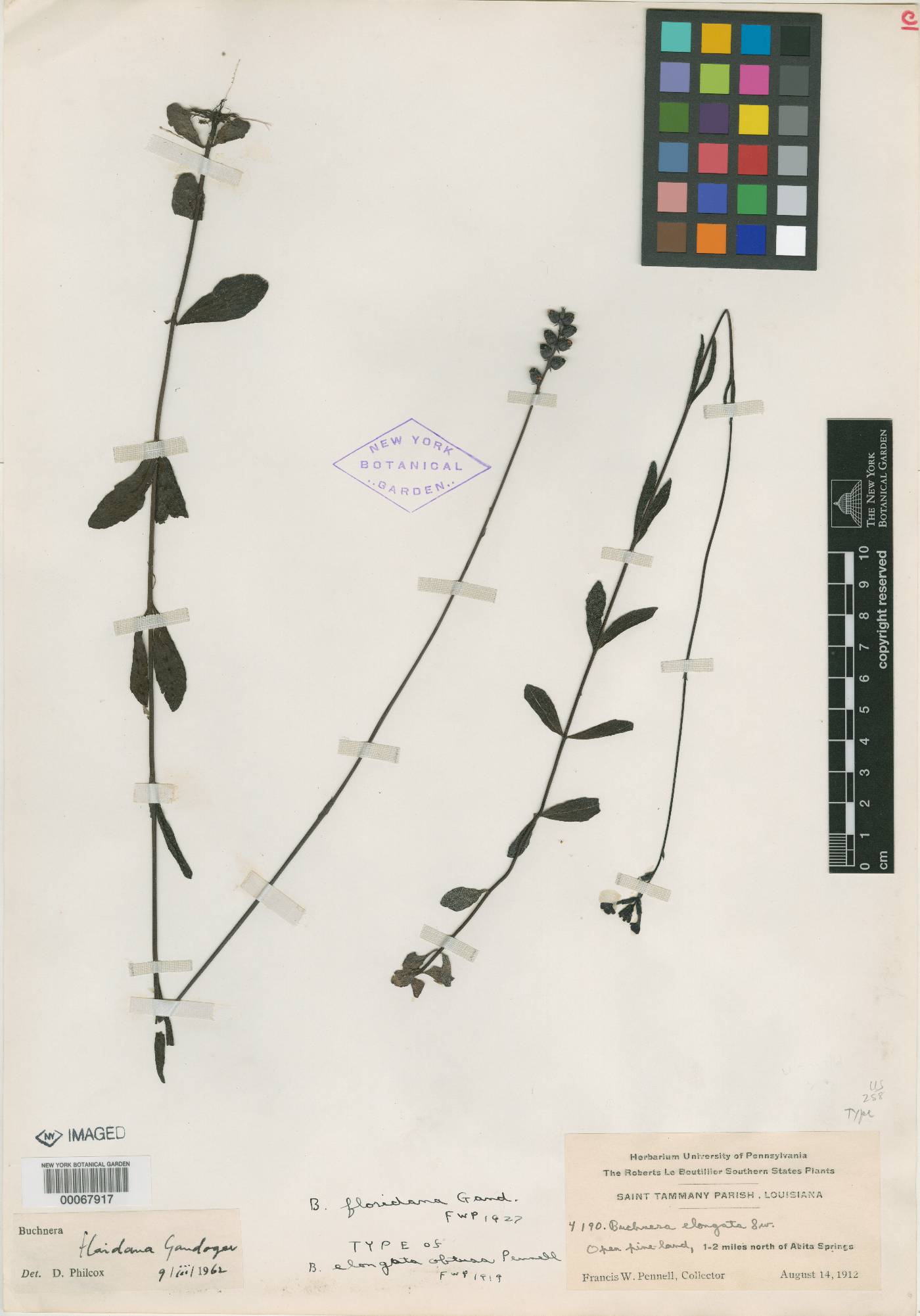 Buchnera longifolia image