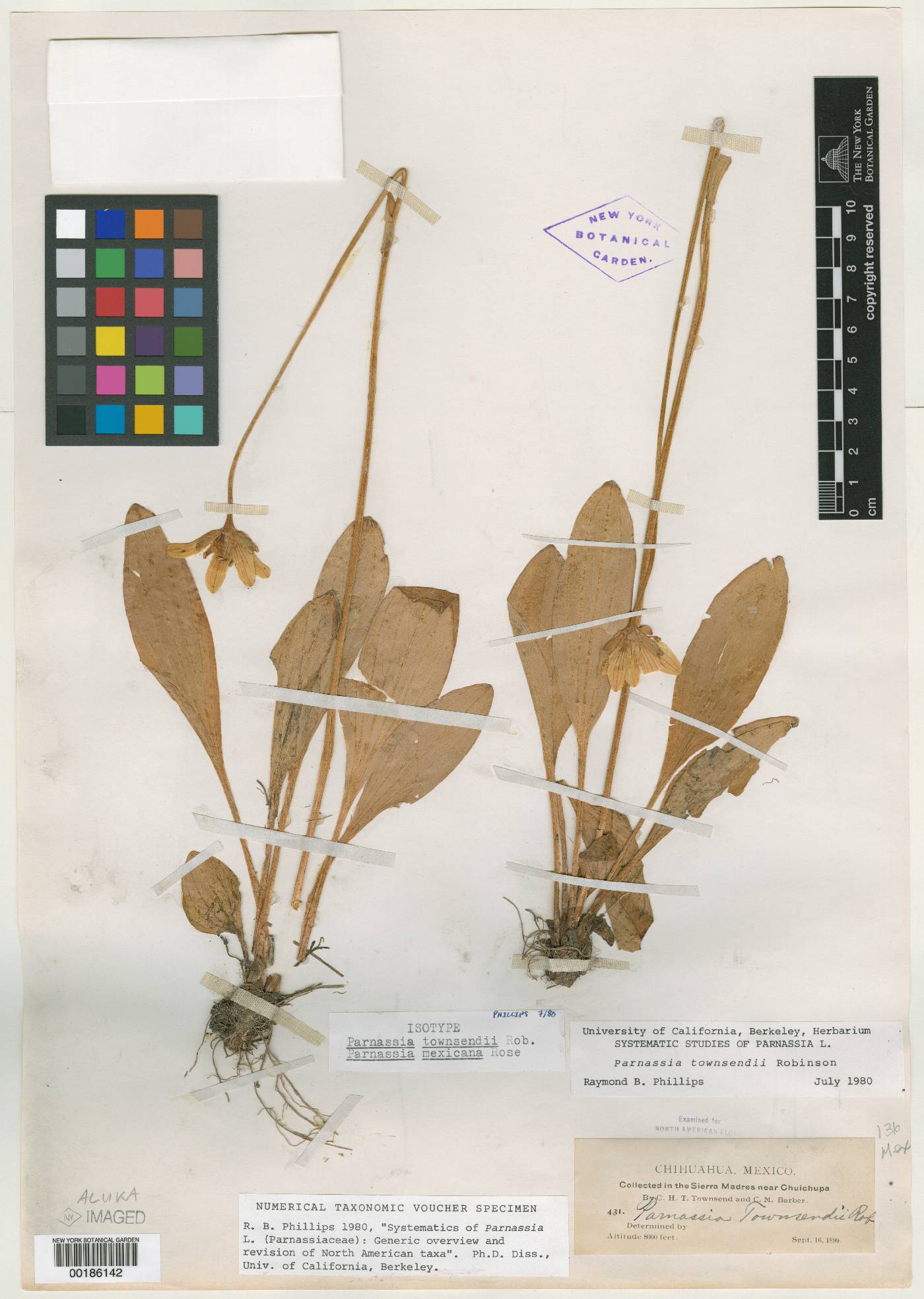 Parnassiaceae image