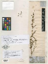 Sarratia berlandieri image