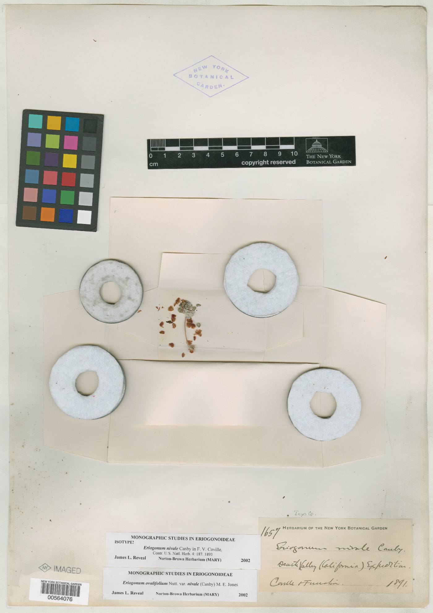 Eriogonum nivale image