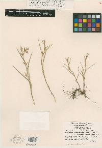 Dulichium arundinaceum var. boreale image