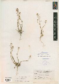 Noccaea parviflora image