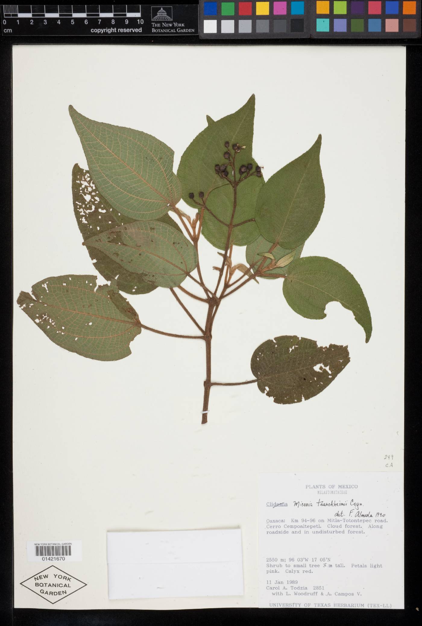 Miconia tuerckheimii image
