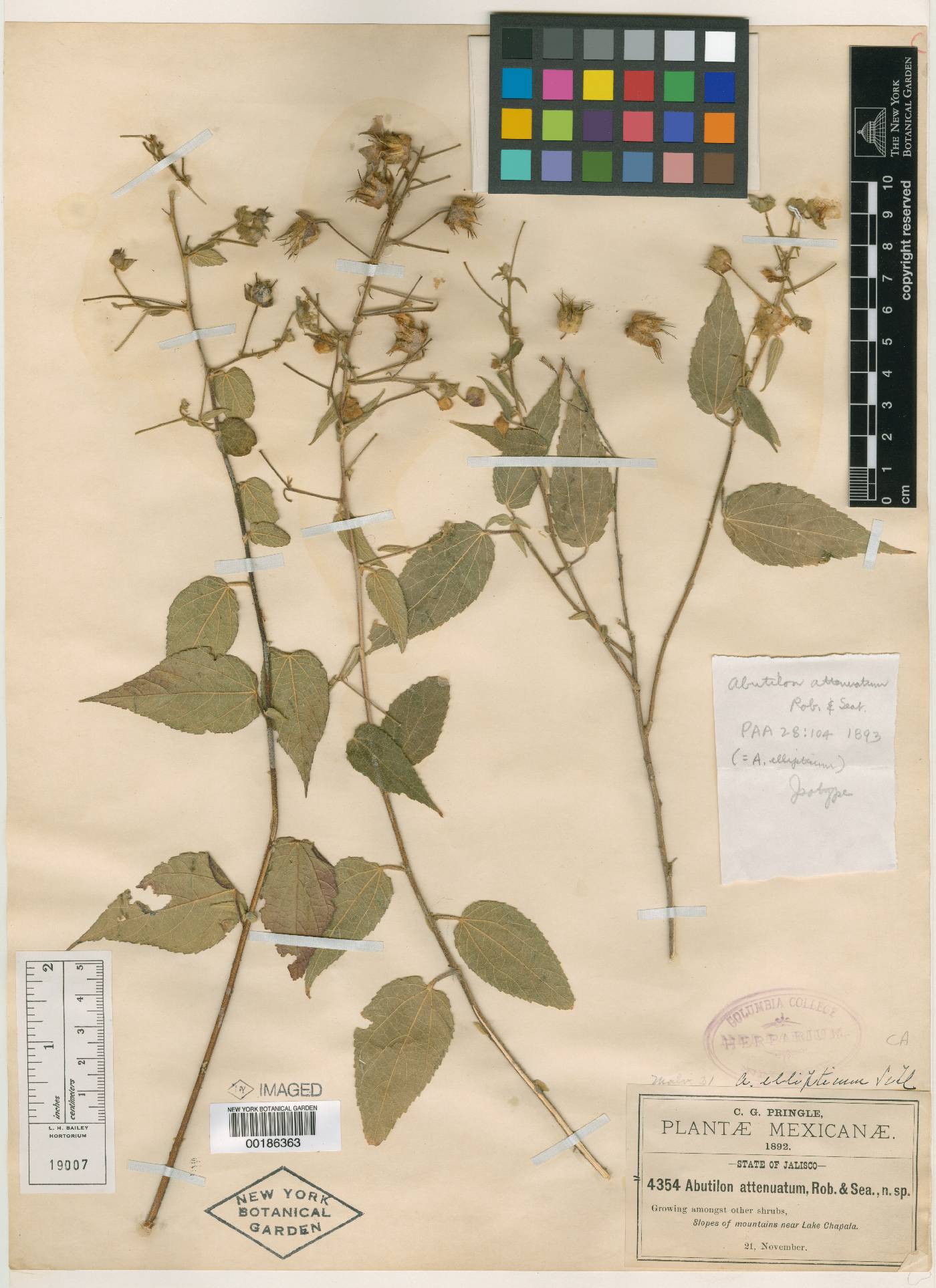 Abutilon attenuatum image