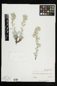 Cryptantha fulvocanescens image