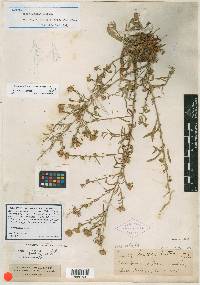 Aster priceae image