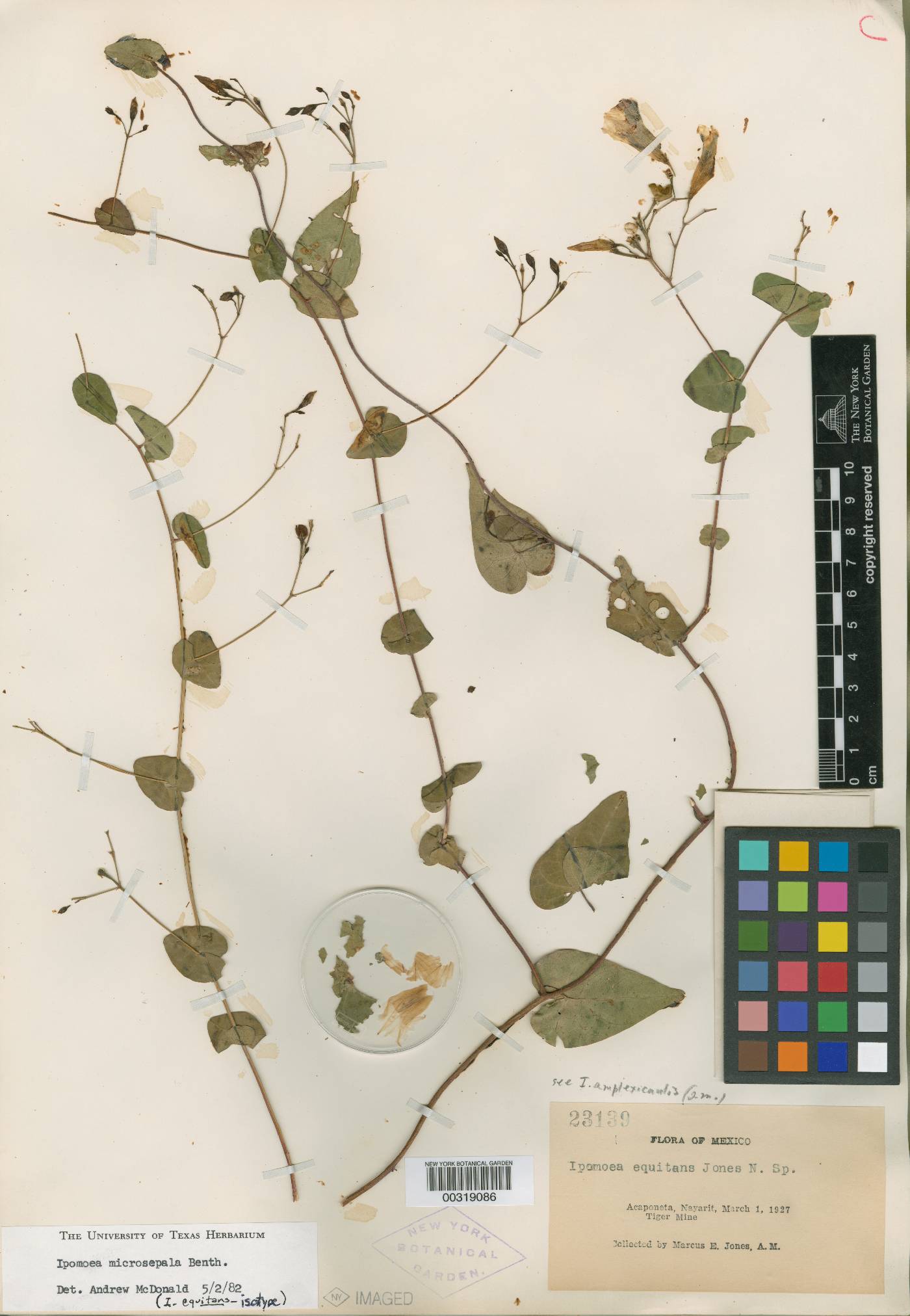 Ipomoea microsepala image