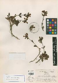 Penstemon cephalanthus image