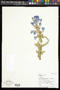 Penstemon glaber image