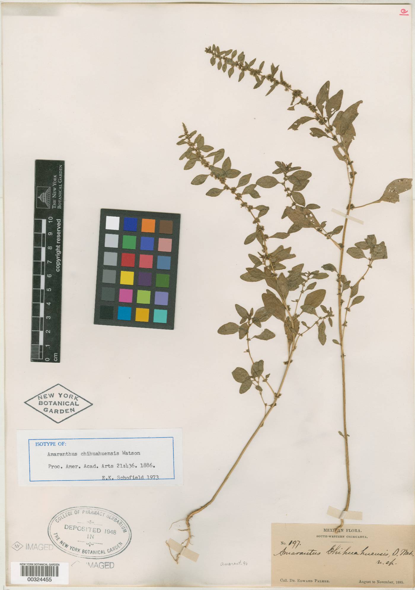 Amaranthus chihuahuensis image