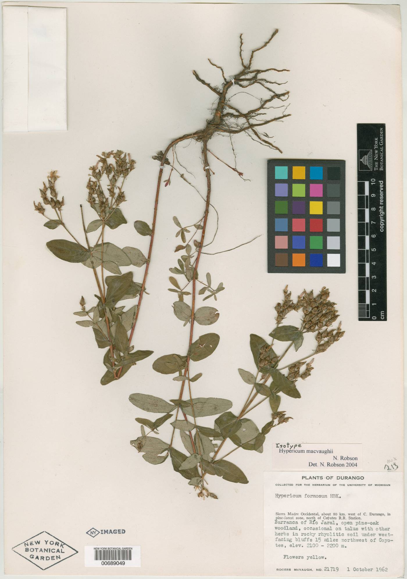 Hypericum macvaughii image