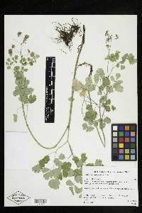 Thalictrum occidentale image