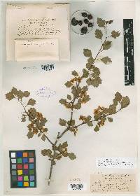 Crataegus egregia image