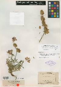 Lupinus densiflorus var. persecundus image