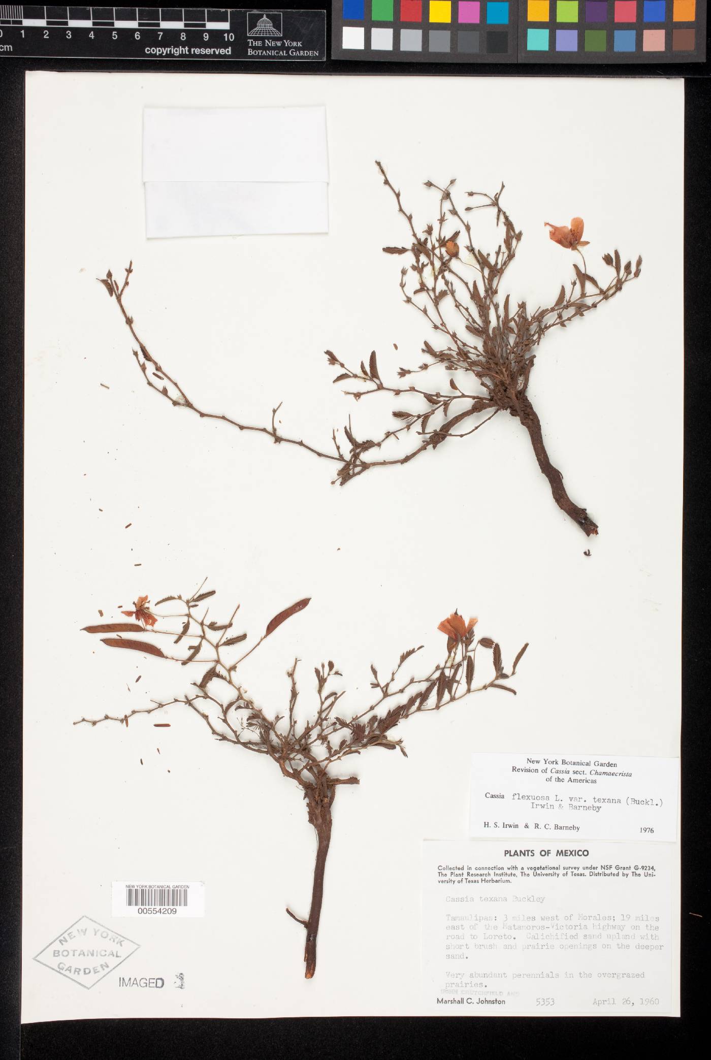 Chamaecrista flexuosa var. texana image