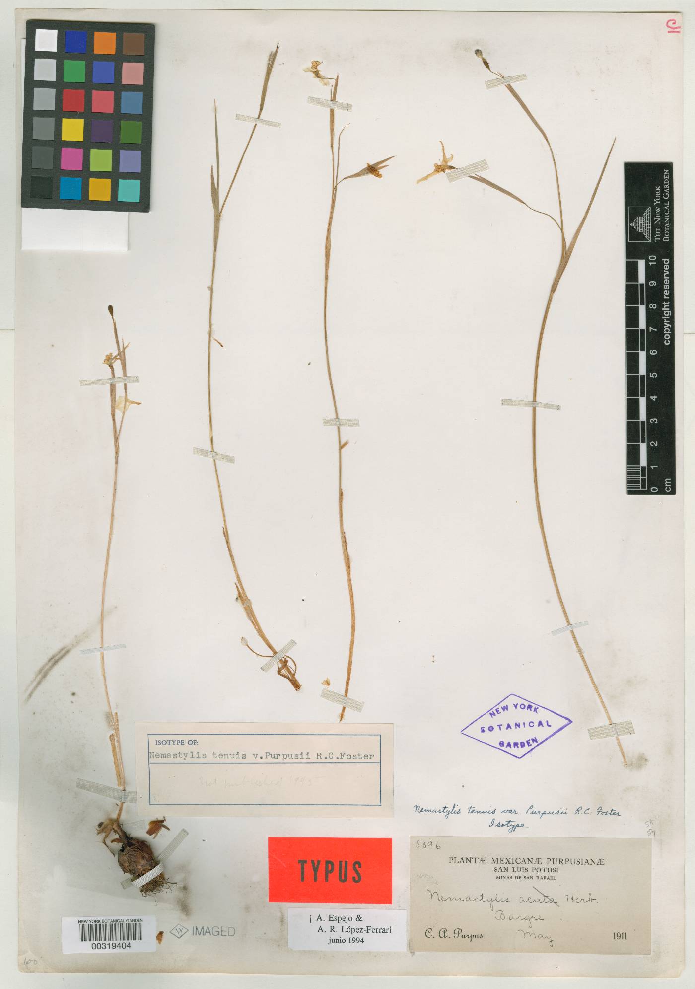 Nemastylis tenuis var. purpusii image