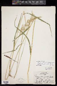 Calamagrostis porteri subsp. insperata image