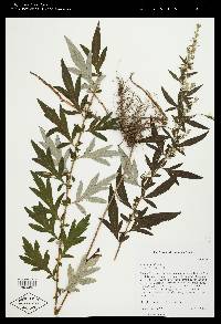 Artemisia vulgaris image