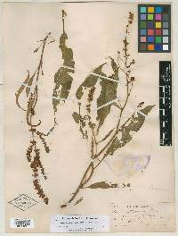 Rumex hesperius image