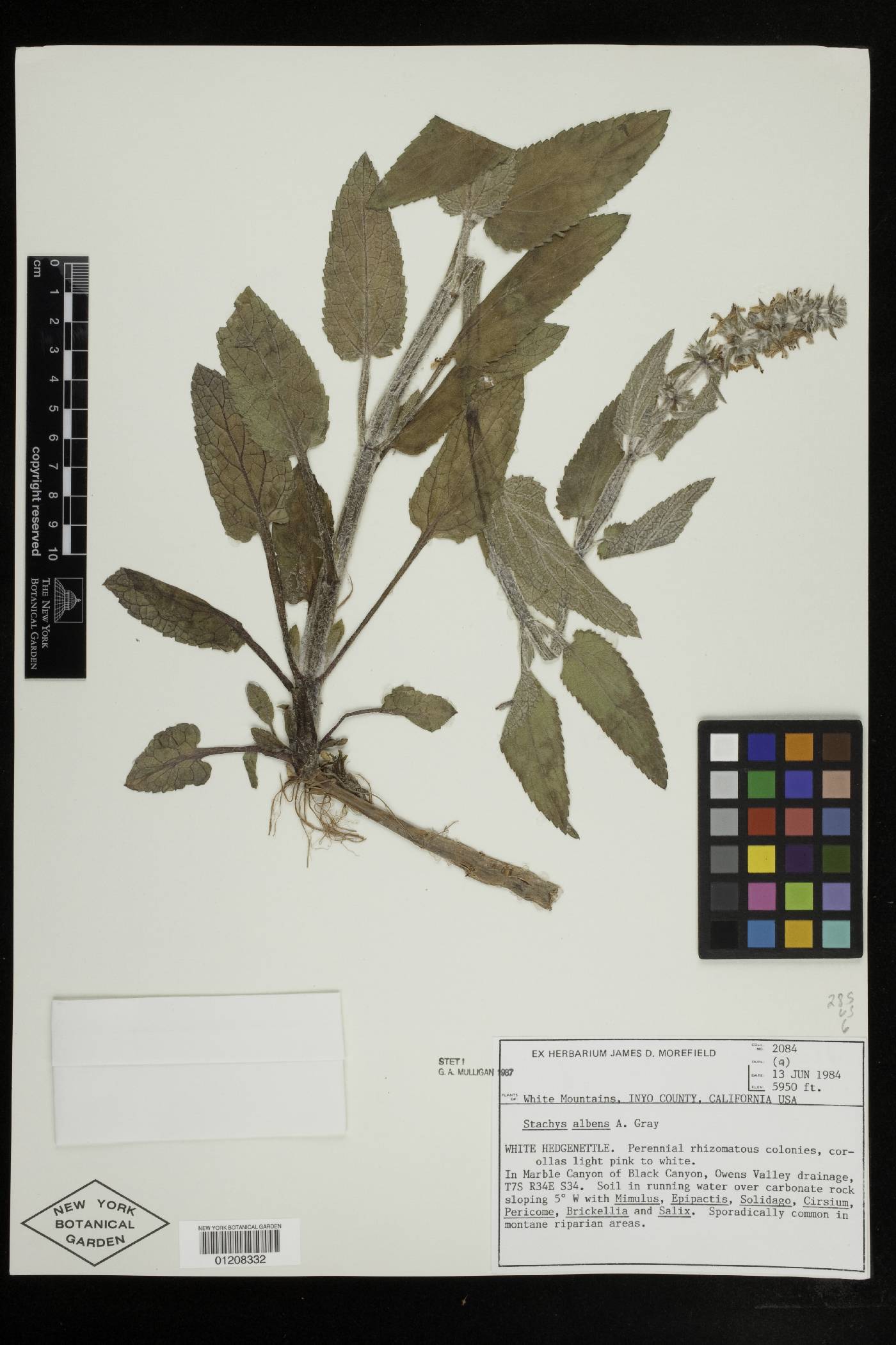 Stachys albens image