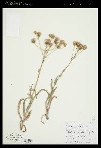 Senecio integerrimus image