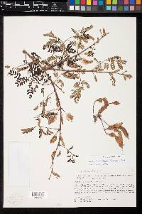 Mimosa adenantheroides image