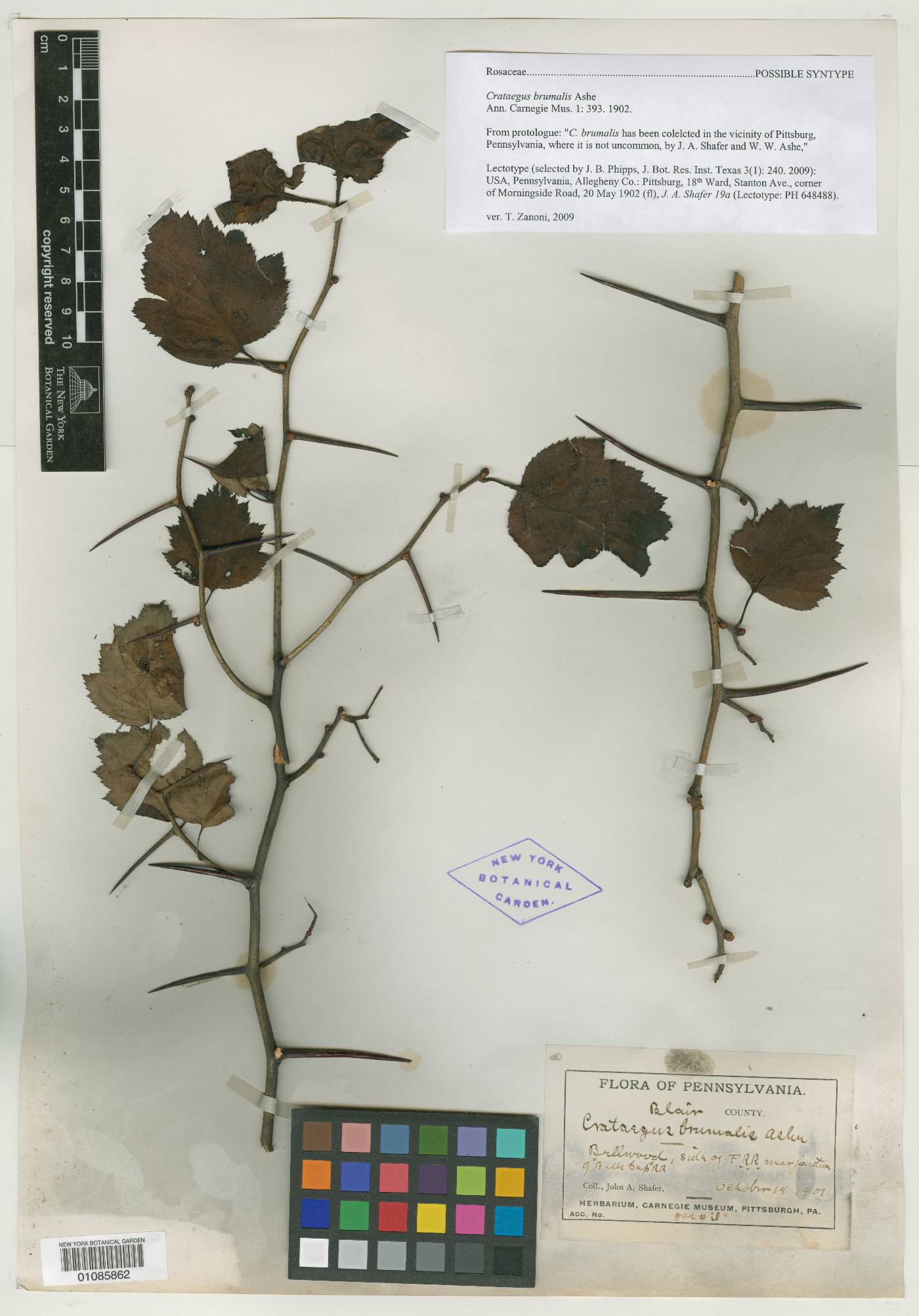 Crataegus brumalis image