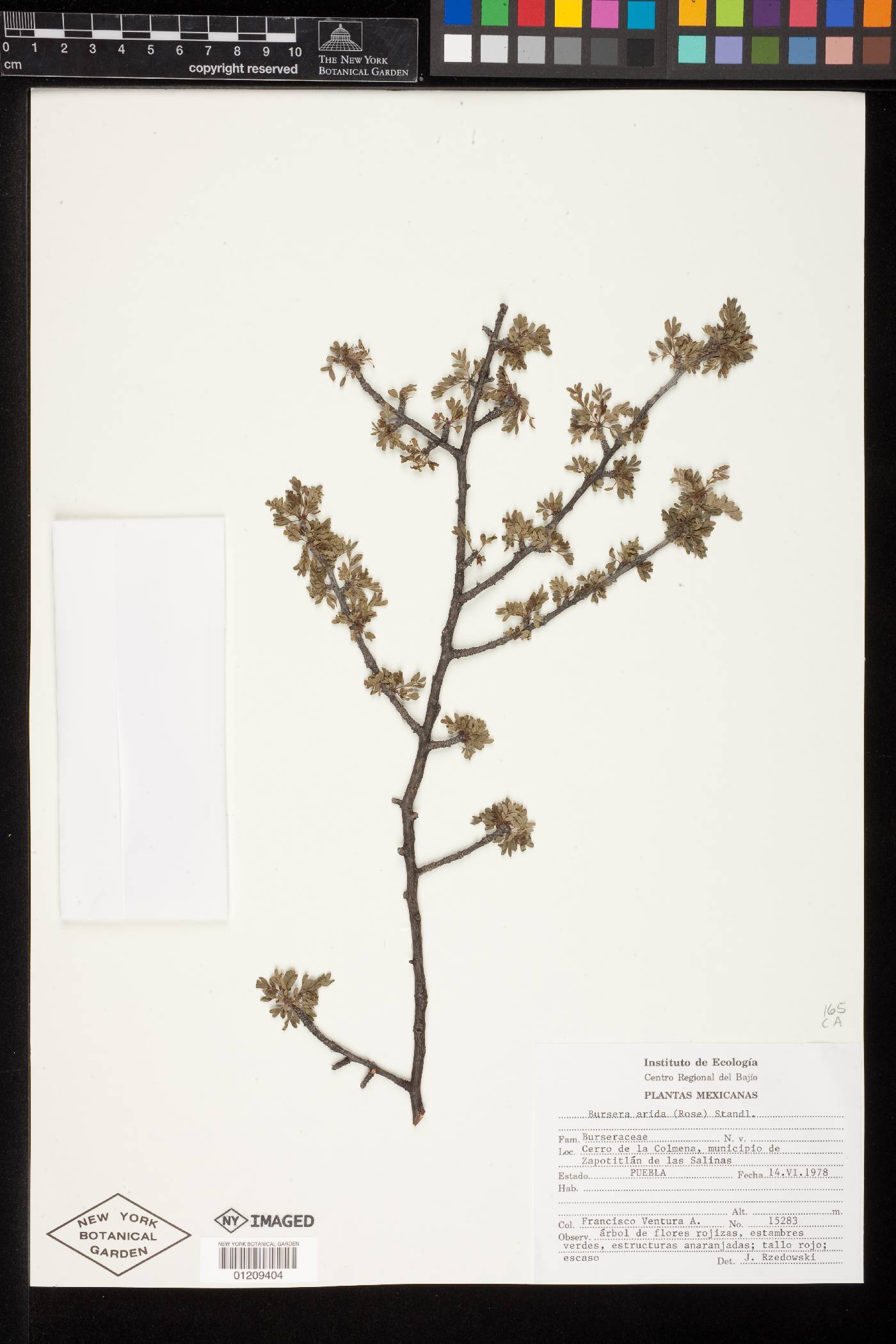 Bursera arida image