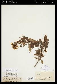 Coreopsis petrophiloides image