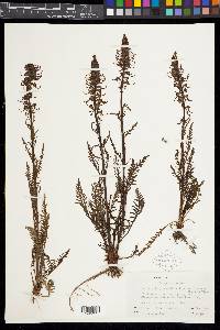 Pedicularis groenlandica image