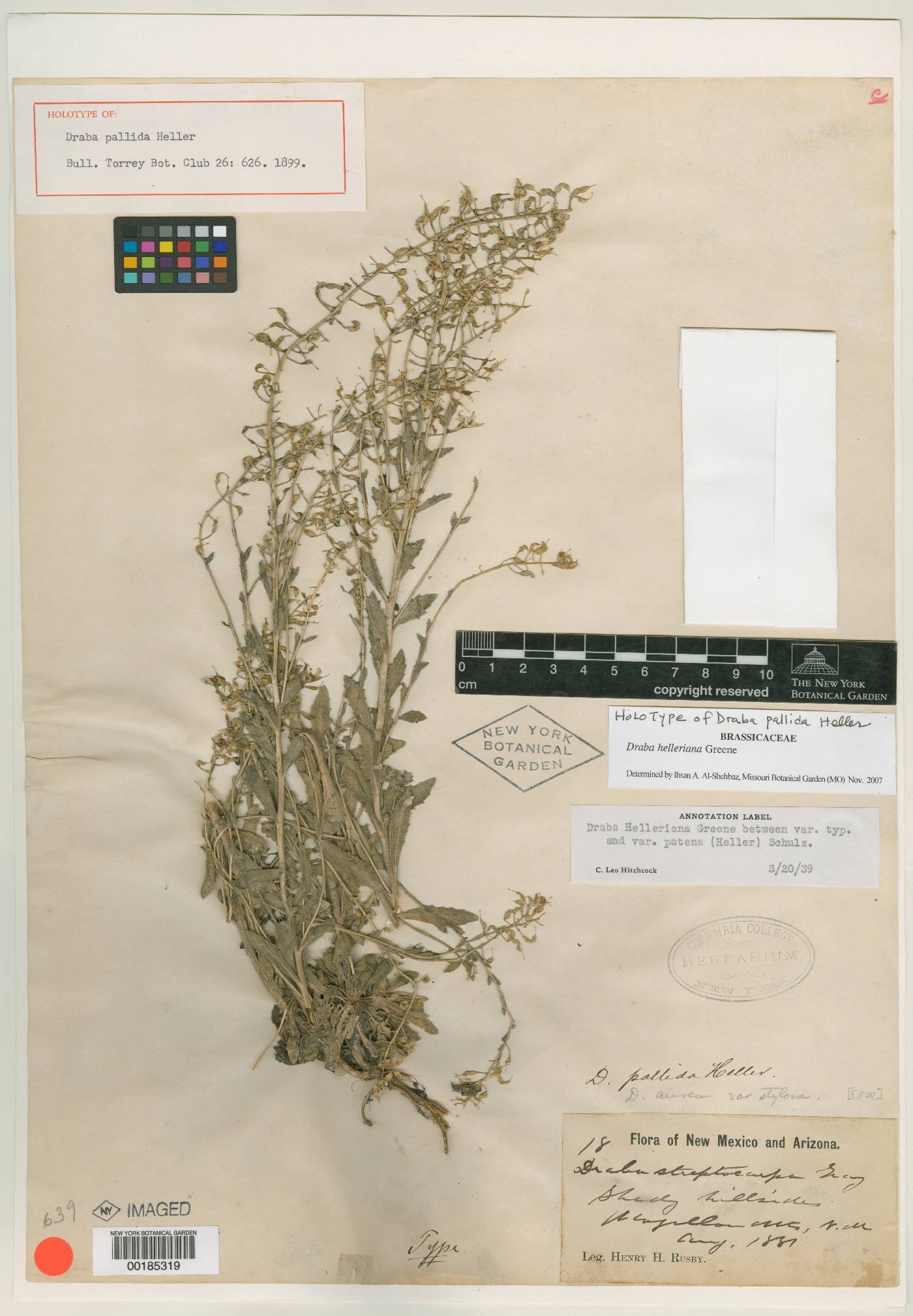 Draba pallida image