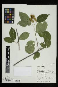 Celastrus scandens image