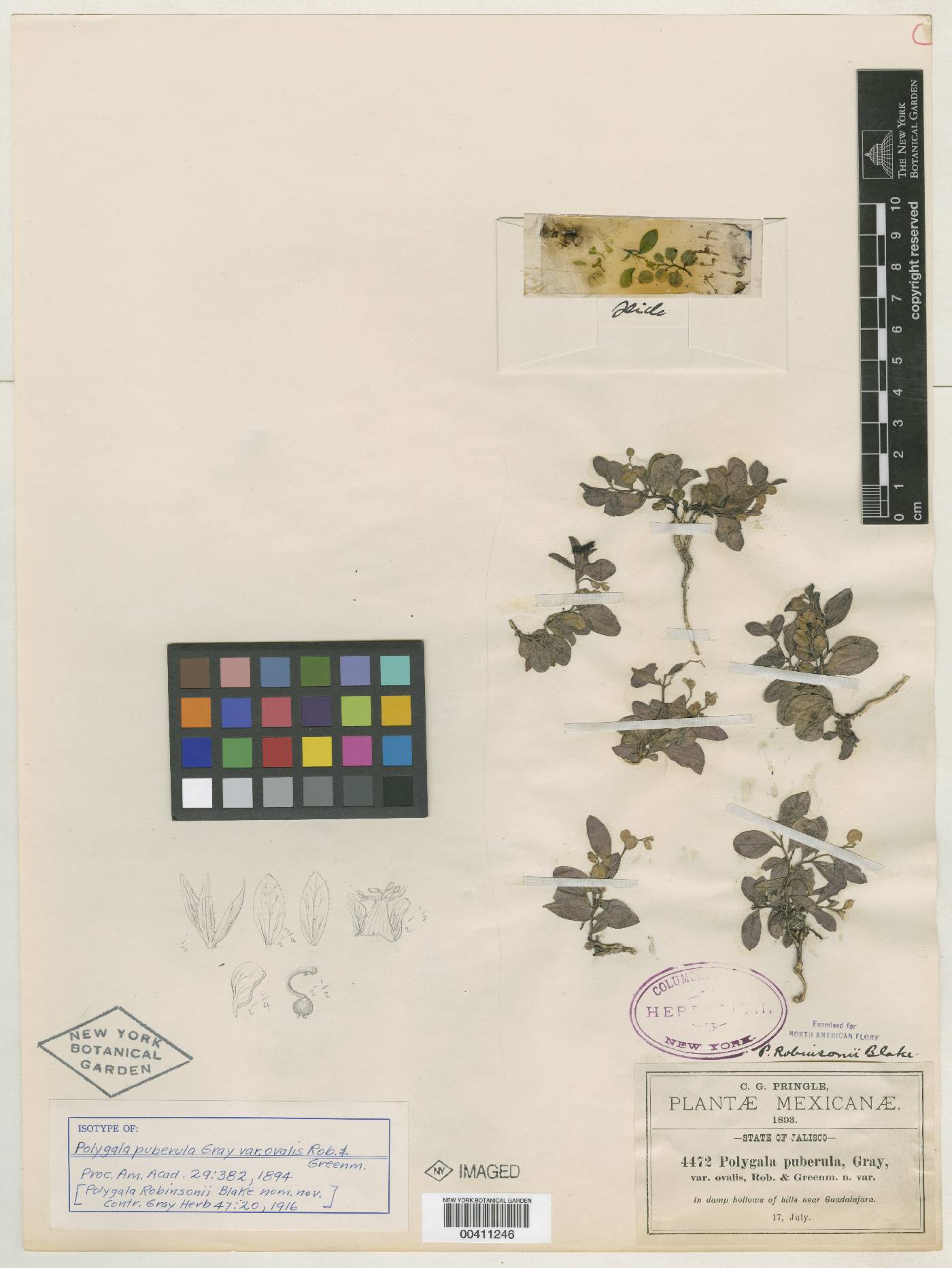 Polygala anderssonii image