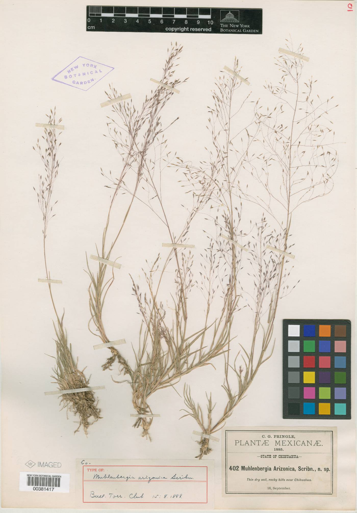 Muhlenbergia arizonica image