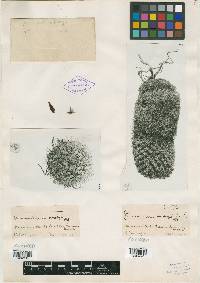 Mammillaria nunezii image