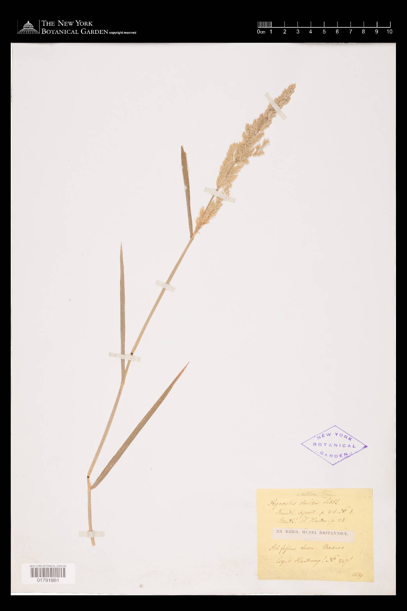 Poa nemoralis image