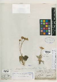 Platyschkuhria integrifolia image