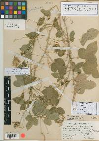 Passiflora foetida var. longipedunculata image