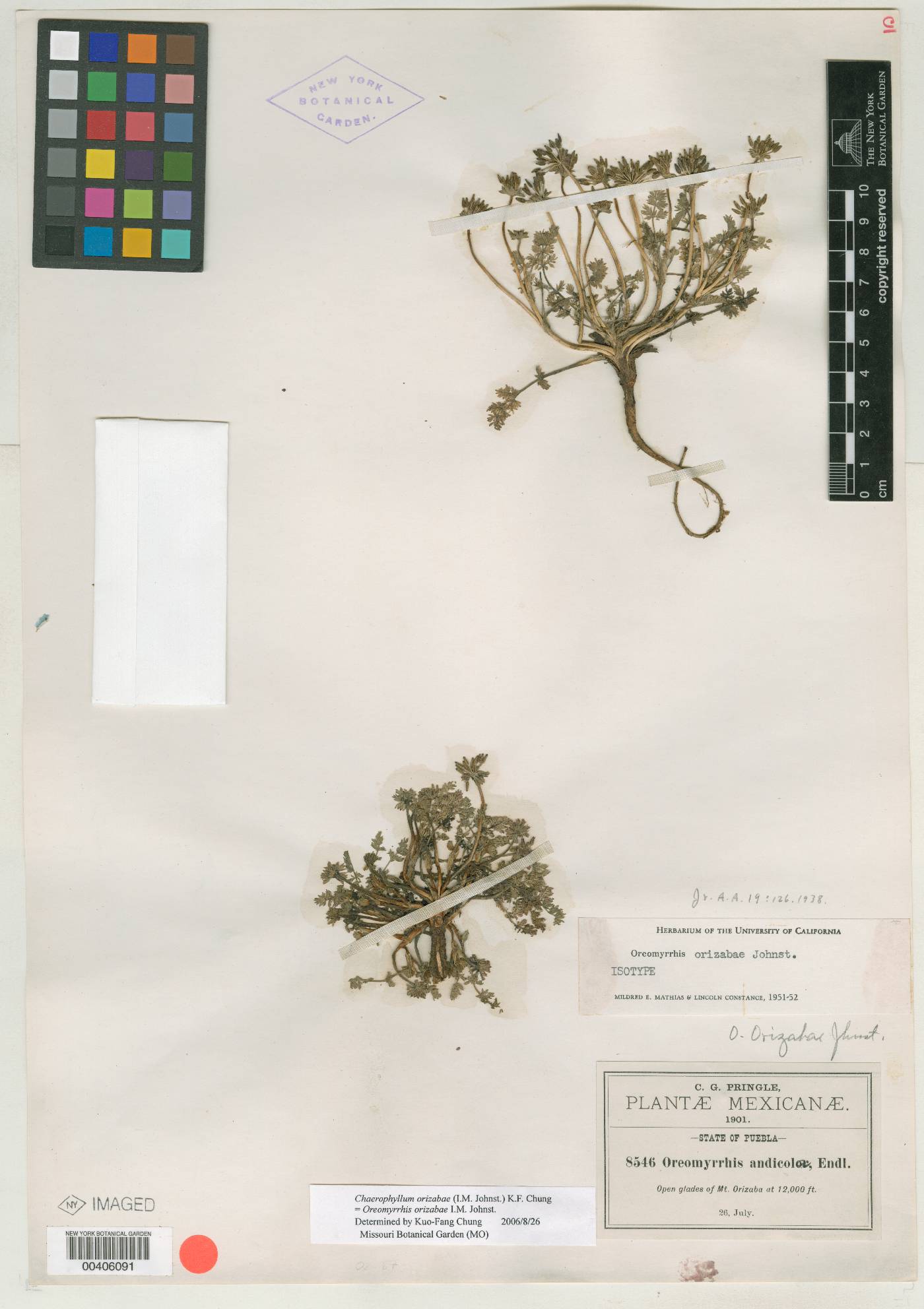 Chaerophyllum orizabae image