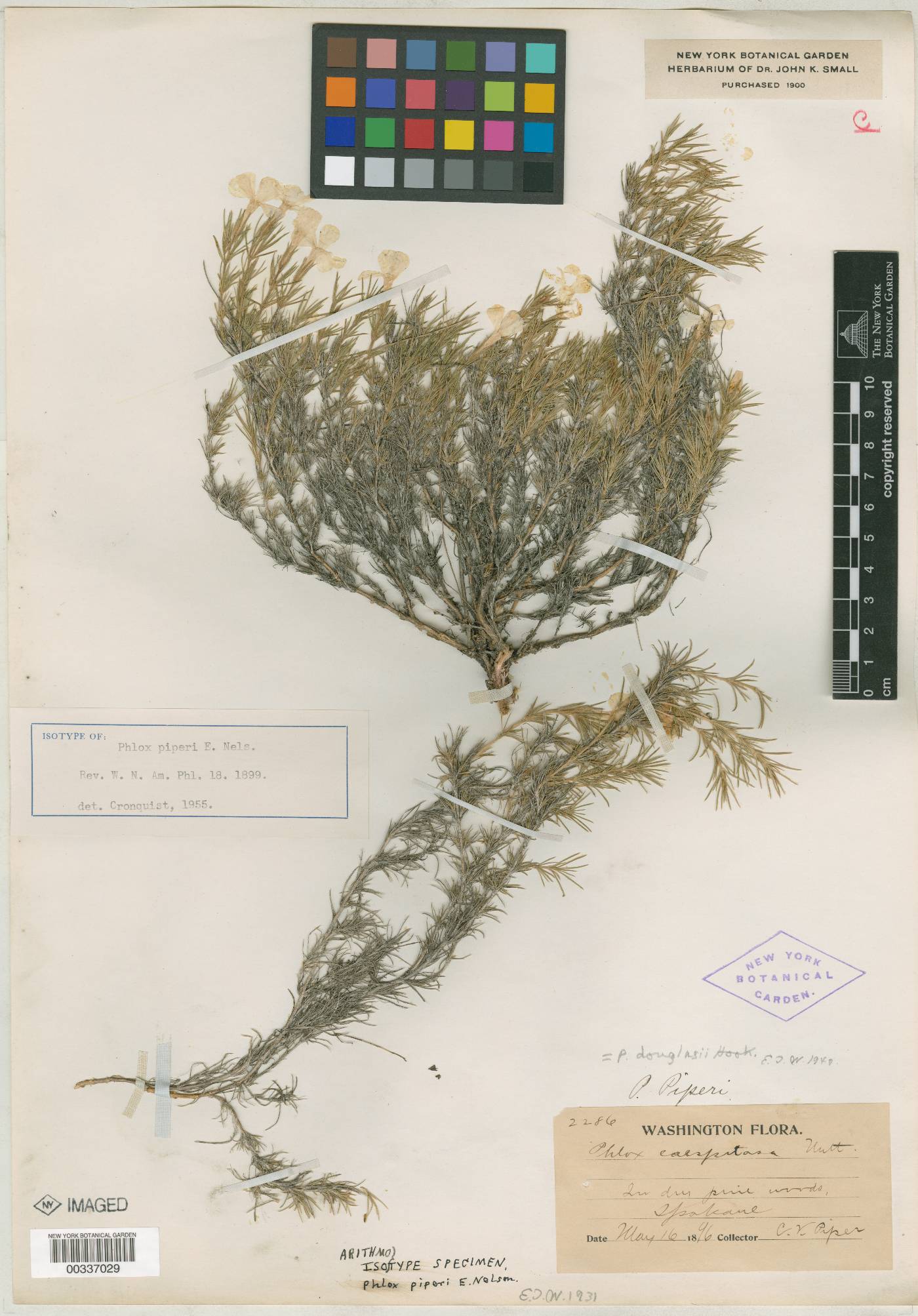 Phlox caespitosa subsp. caespitosa image