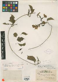 Echites yucatanensis image