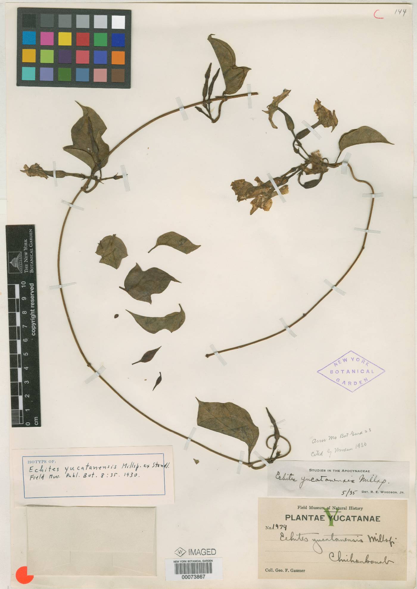 Echites yucatanensis image