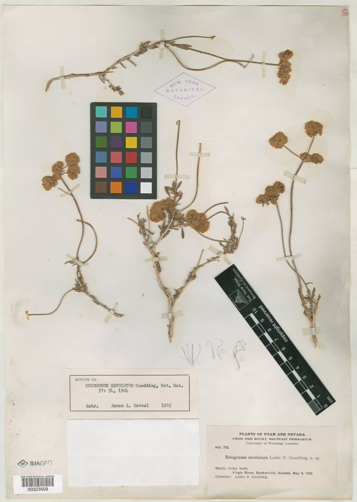Eriogonum revolutum image