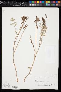 Astragalus robbinsii var. harringtonii image