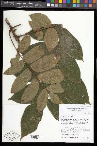 Juglans ailantifolia image