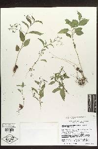 Solanum morelliforme image