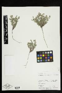 Cryptantha crassisepala image