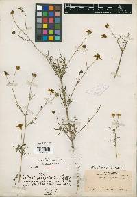 Bidens carpodonta image